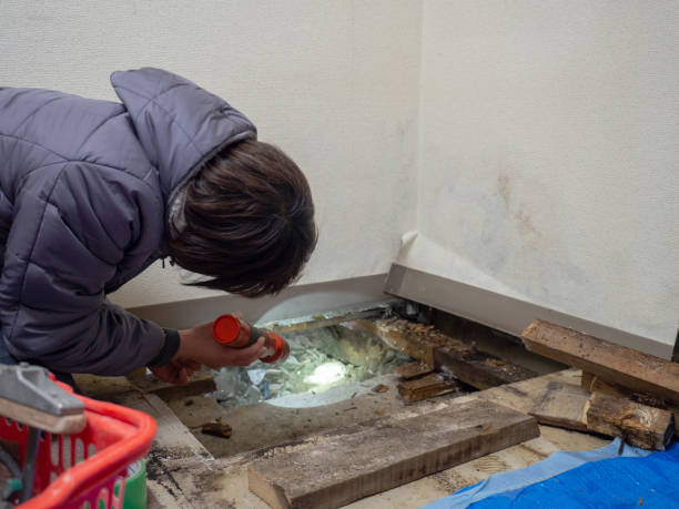 Best Airborne Mold Testing  in Alba, NY