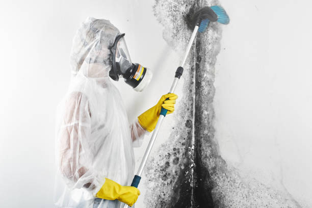 Best Commercial Mold Inspection  in Alba, NY