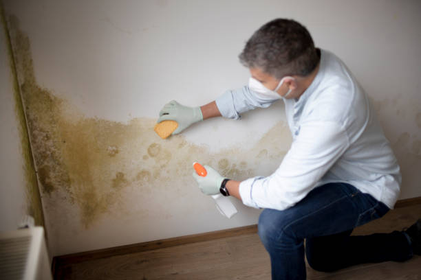 Professional Mold Removal in Albany, NY